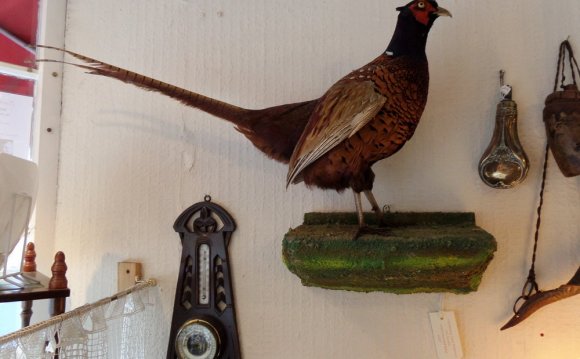Taxidermy cock pheasant on a