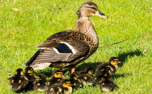 Ducklings in a Ripon garden