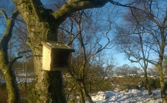 A volunteers view of birdlife