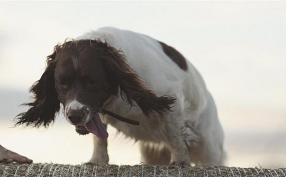 Dog Friendly Hotels