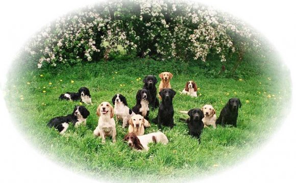 Mountgrace Gundogs