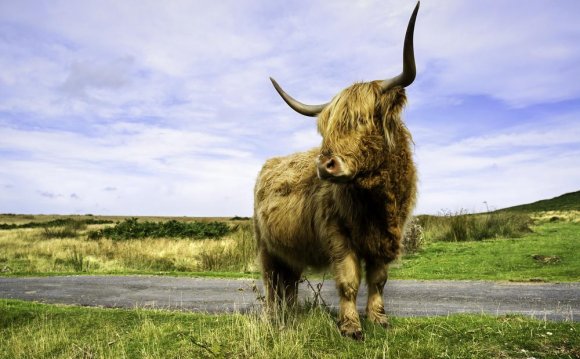 A long-haired, long-horned