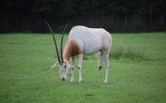 North Yorkshire zoo offers