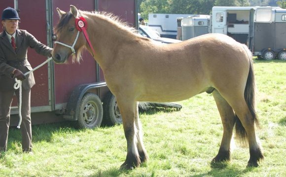 2yr old gelding