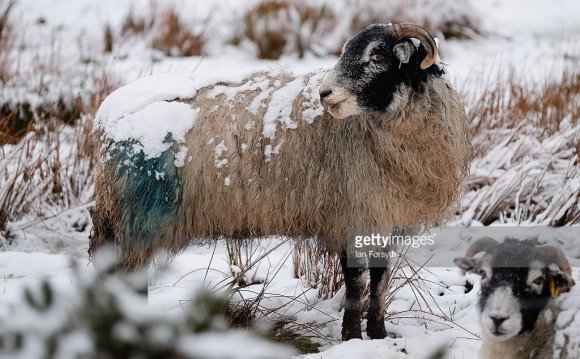 Snow covered sheep stand on