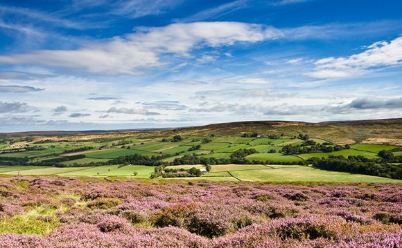 Heather on the North Yorkshire