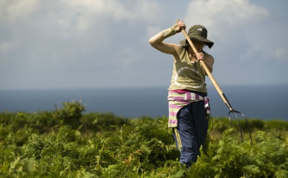 A volunteer clears bracken on