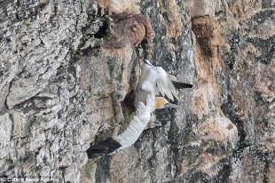 A gannet was seen hanging 400ft in mid-air from a cliff face in North Yorkshire after trapping its wing in a nest