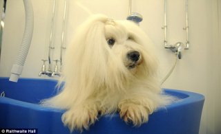 Bath time! A pooch tries out one of the newly installed baths at the Yorkshire dog spa