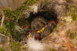 Blue tit chicks in one of the new bird nest boxes (photo courtesy of Andrew R Marshall)