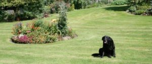 Dog Friendly Accommodation in Yorkshire