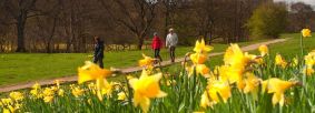 Farndale daffodils by Shockthesenses