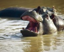 Flamingo Land is home to many exotic animals such as the hippopotamus, but is playing an increasingly important role in native biodiversity conservation. Credit: Flamingo Land Theme Park and Zoo.