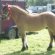Ponies for sale North Yorkshire