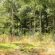 Woodland for sale North Yorkshire