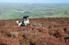 pet friendly self catering cottages in west yorkshire