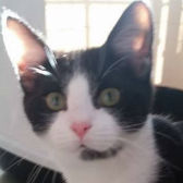 Rescue cat Bramley from Yorkshire Animal Shelter, Yorkshire, needs a home