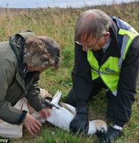 RSPCA inspector Geoff Edward (right) checks over the bird with a vet (left)