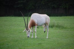 The Scimitar-horned Oryx is extinct in the wild so completely dependent on captive breeding at zoos like Flamingo Land for its survival. Credit: Flamingo Land Theme Park and Zoo.