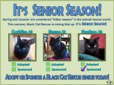 Cat Rescue North Yorkshire