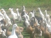 Chickens for sale North Yorkshire