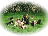 Dogs for sale North Yorkshire