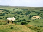 North Yorkshire Moors