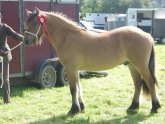 Ponies for sale North Yorkshire