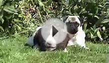 Arnie, Gretchen and Rosie in the Yorkshire Dales!