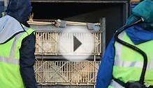 Bird flu farm cull in East Yorkshire