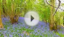 Bluebell woods in The Dales, northern England