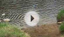 Boris in the River Ure at Masham