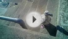 Bridlington Harbour North Yorkshire Talking Baby Seagull ☺