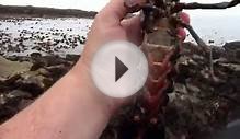 Collapsible crab bait traps catch lobsters in scotland