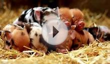 Dale House Farm Kunekune Pigs | Kunekune Pigs for Sale in