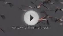 Greater Flamingos take off en masse from Indian wetland
