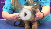 Grooming Guide - Yorkshire Terrier Puppy Trim - Pro Groomer