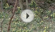 North York Moors Country Walk - Farndale Daffodils Walk round