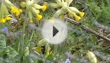 North Yorkshire Country Walk - Marfield Wetlands return to