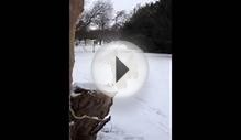 Phantom the snowy owl flying in the snow at Swinton Park