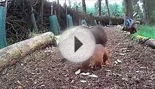 Red Squirrels in the Yorkshire Dales, England