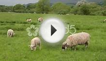 Sheep Grazing, Yorkshire Dales, England