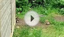 Squirrels Eating Nuts at North Yorkshire RHS Garden Harlow