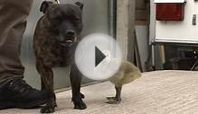 Terrier dog befriends gosling at Leeds animal centre