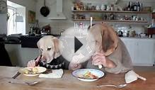 TWO DOGS DINING