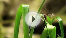 Wildlife Conservation in the Yorkshire Dales - Peregrine