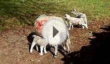 Yorkshire Spring Lambs